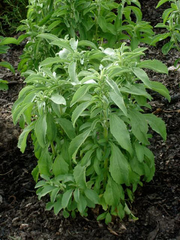 stevia garden lg