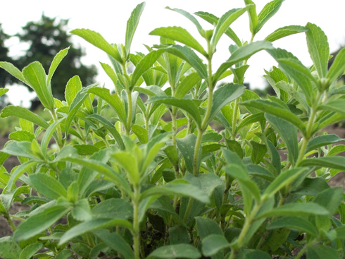 stevia plants 2